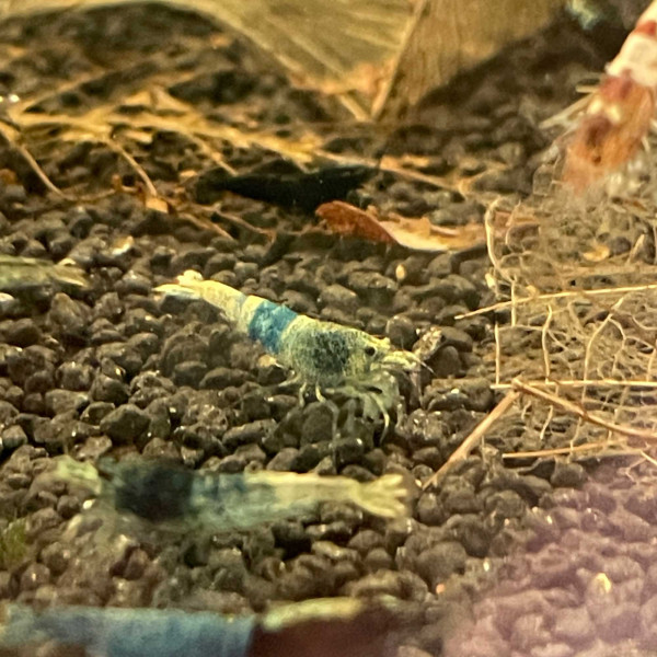 Crazy Blue Caridina Garnele - 10er Gruppe
