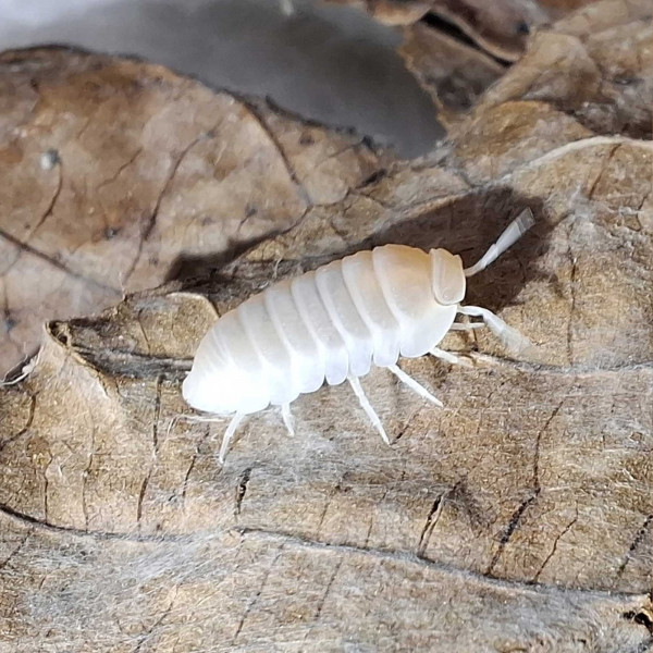 Cubaris Murina "Glacier" Assel - DNZ