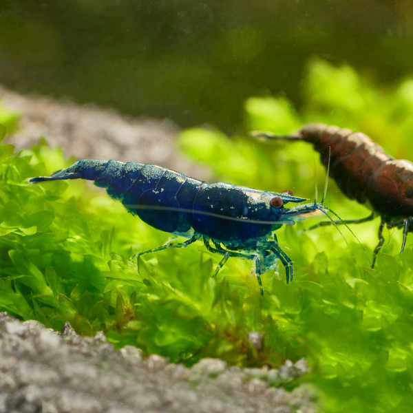 Blue Sapphire Garnele - Neocaridina