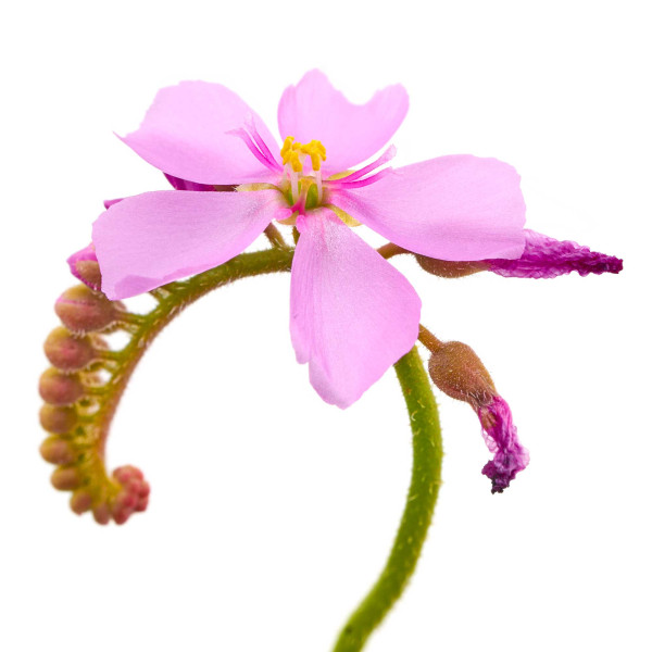 Fleischfressende Pflanzen Terrarium Set | 3 x Karnivoren - in vitro