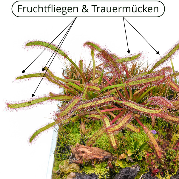 Fleischfressende Pflanzen Terrarium Set | 3 x Karnivoren - in vitro