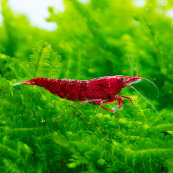 Neocaridina Premium Paket | 24 farbenfrohe Garnelen