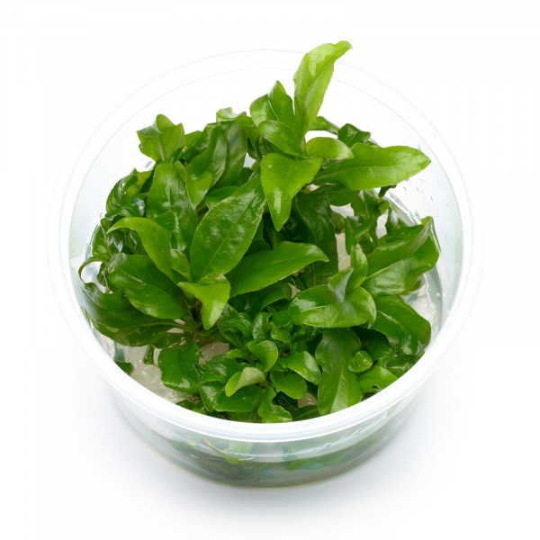 Hygrophila siamensis Kirschblattpflanze Aquarium Pflanze mit großen Blättern Set L