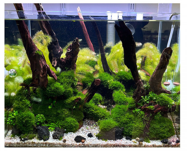 Riccardia chamedryfolia | Korallenmoos - Becher 5,5cm