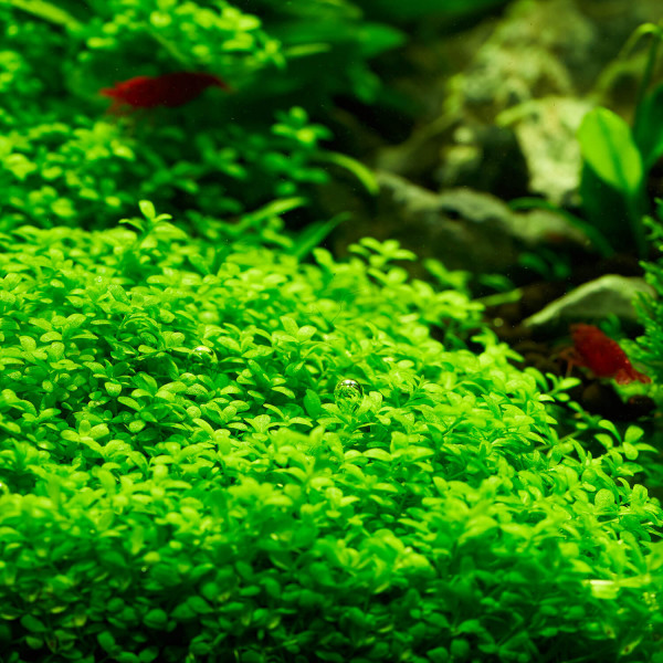 3x Hemianthus callitrichoides "Cuba" - Kuba Perlkraut - in vitro
