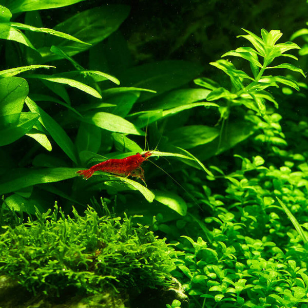 BESTSELLER Neocaridina Garnelen Paket | 8 x Shrimp Lollies geschenkt