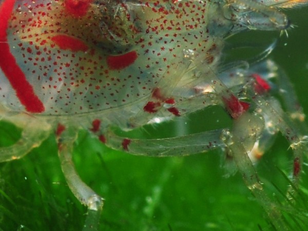 Rote Tigergarnele | Red Tiger - Tigergarnele