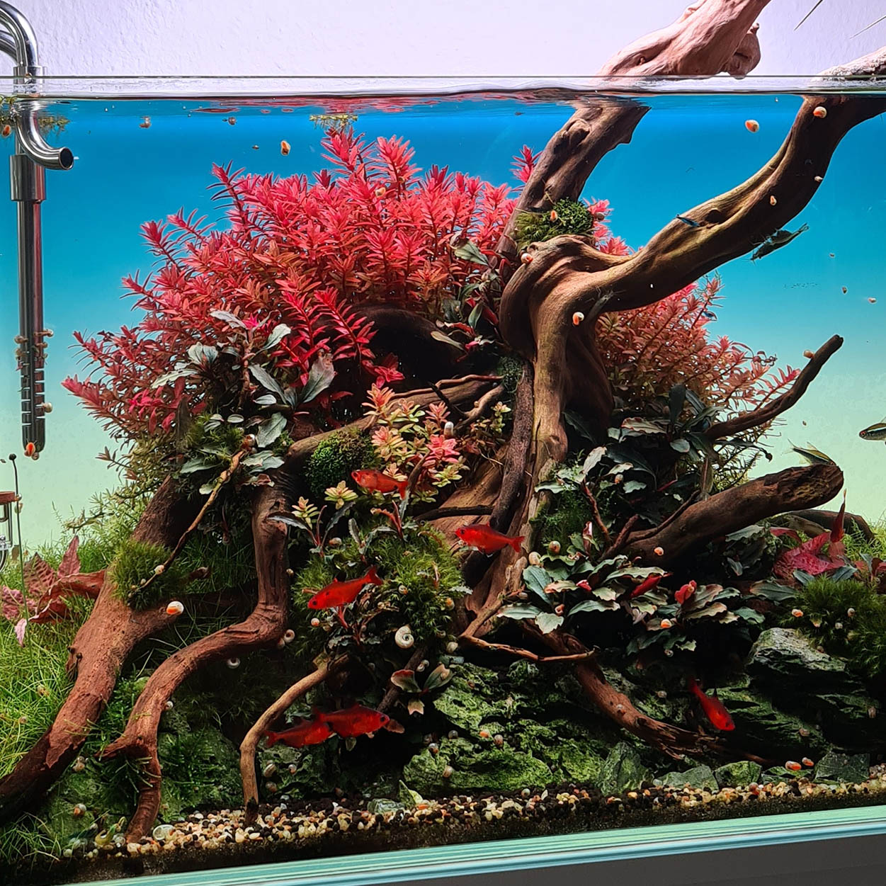 Rotala rotundifolia im Hintergrund im Aquarium