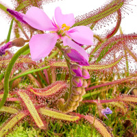 Drosera capenis Kap Sonnentau Drosera capenis Kap Sonnentau