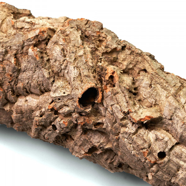 Korkröhren für Terrarium | Natürliche Verstecke und Klettermöglichkeiten Makro