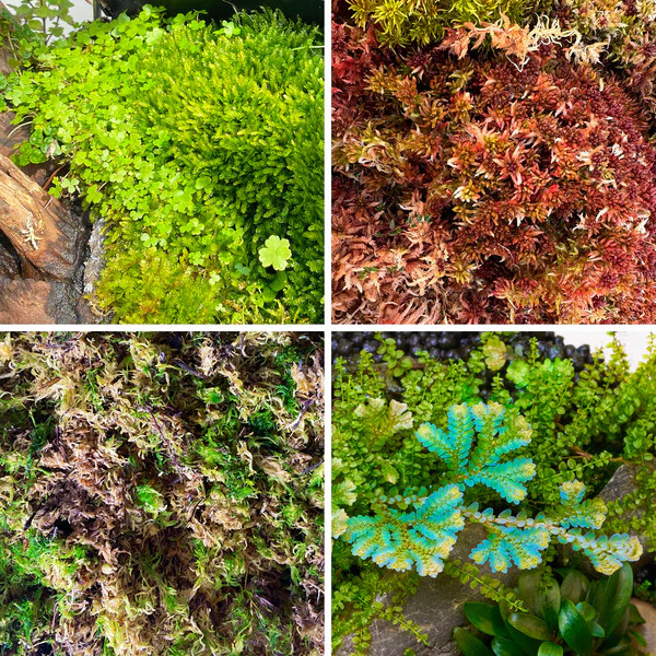Terrarium Moos Set | 4 x pflegeleichte Moose für Terrarium & Paludarium