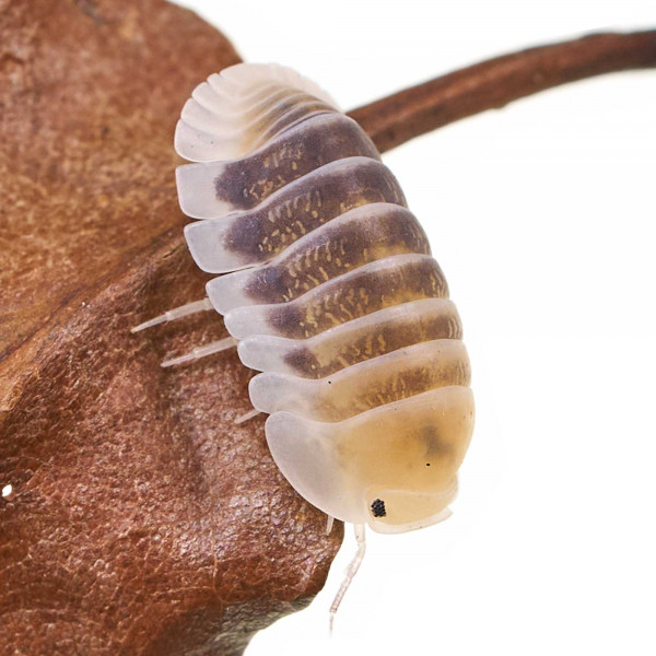 Cubaris sp. "Jupiter" Assel - DNZ