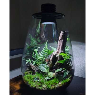 Bioloark Bio Bottle | Mini Terrarium, WabiKusa | Garnelen-Guemmer
