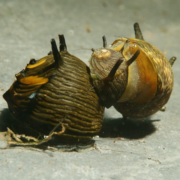 Geweihschnecke SUN Gruppe 2