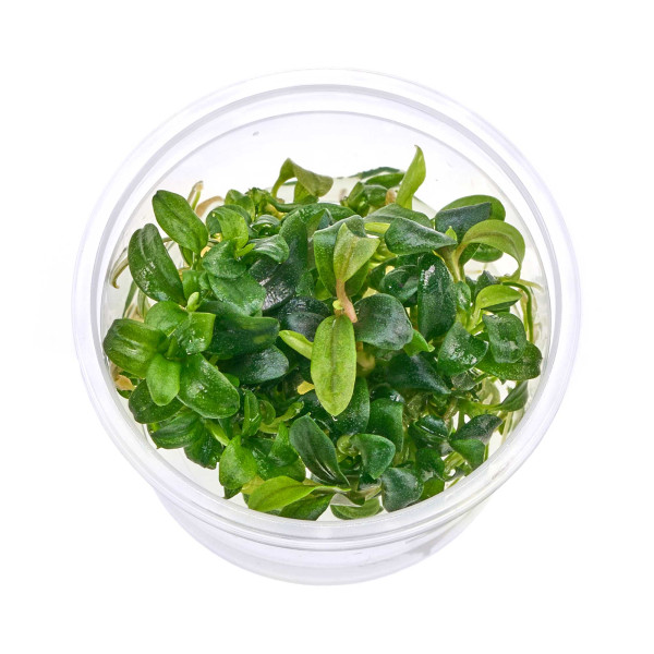 Bucephalandra sp. „Mini Needle Leaf“ - Baby Plant Mini-Ableger