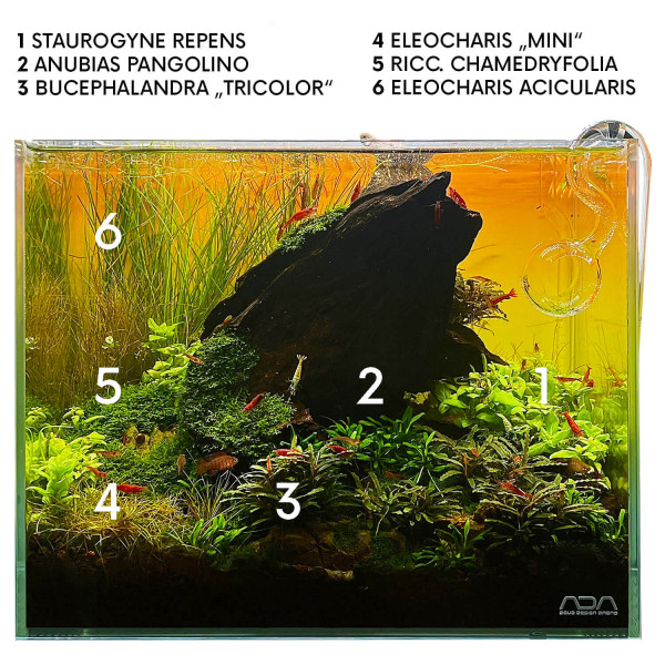 Pflanzenset für NanoAquarium » Aquarium Pflanzen Set GarnelenGuemmer