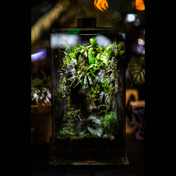 Bioloark Bio Bottle FD 250 Mini Terrarium für Wabi-Kusa und tropische Pflanzen günstig online kaufen