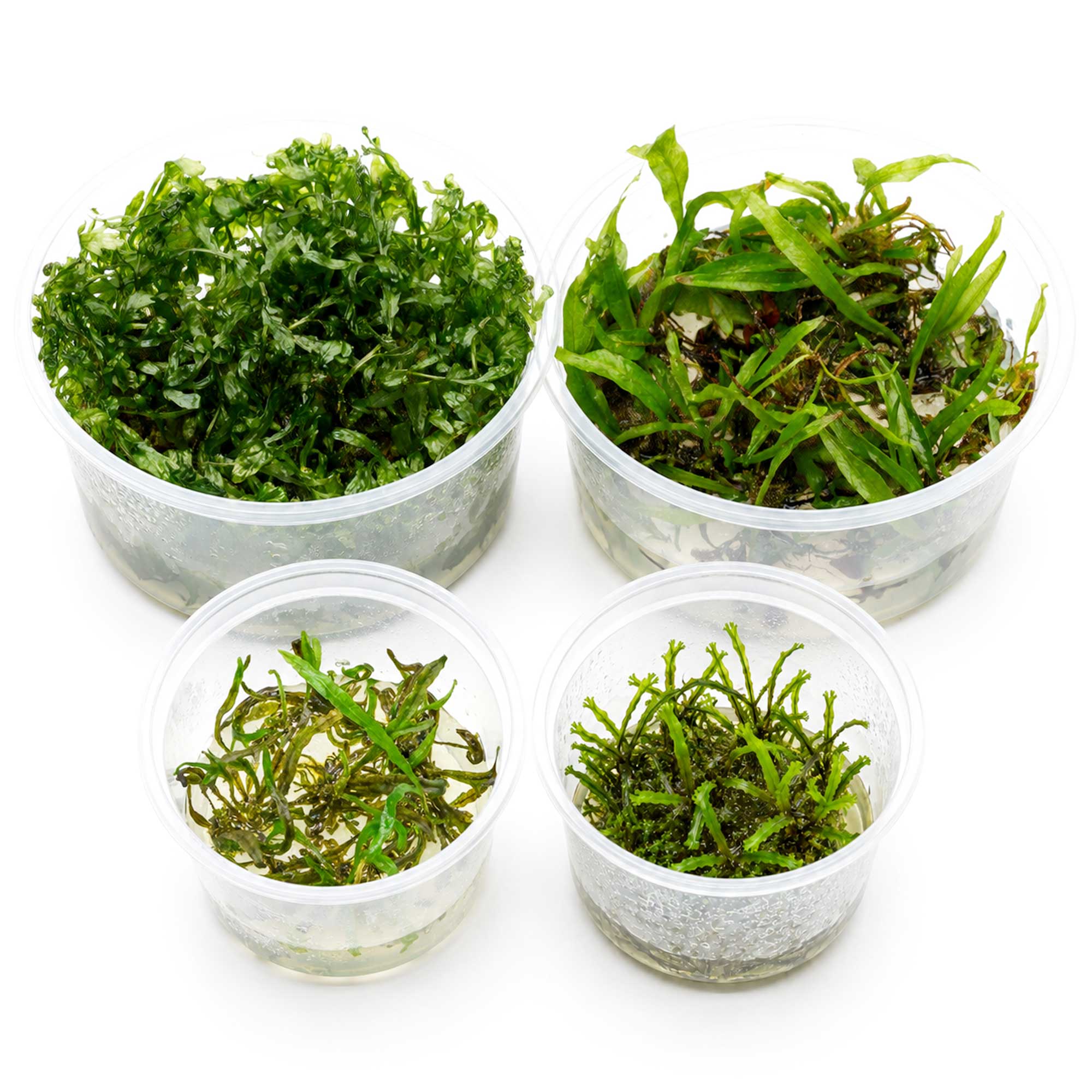 Lieferumfang des XXL Jungle Farnsets mit vier In-vitro-Aquarienfarnen