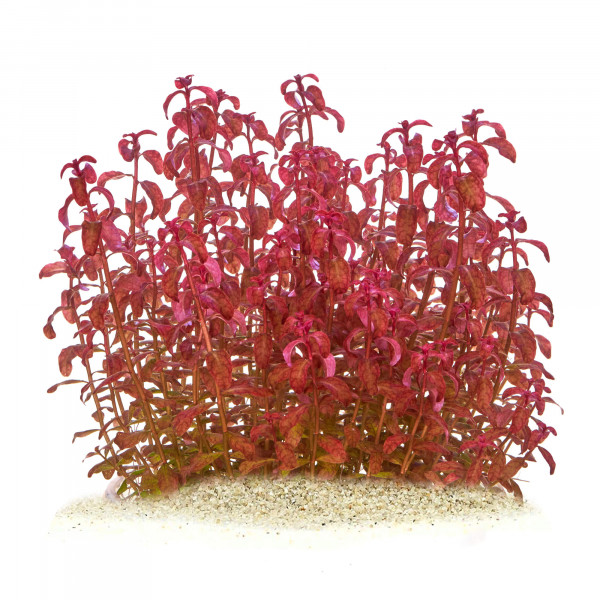 Ludwigia senegalensis "Guinea" Senegal-Ludwigie