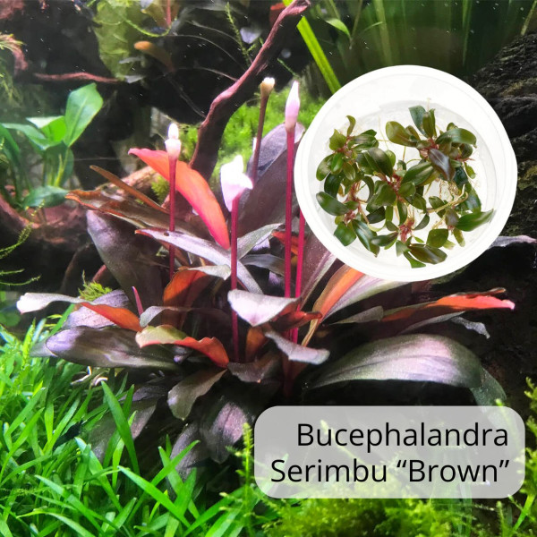 Blühende Raritäten fürs Aquarium | Bucephalandra & Eriocaulon im Set