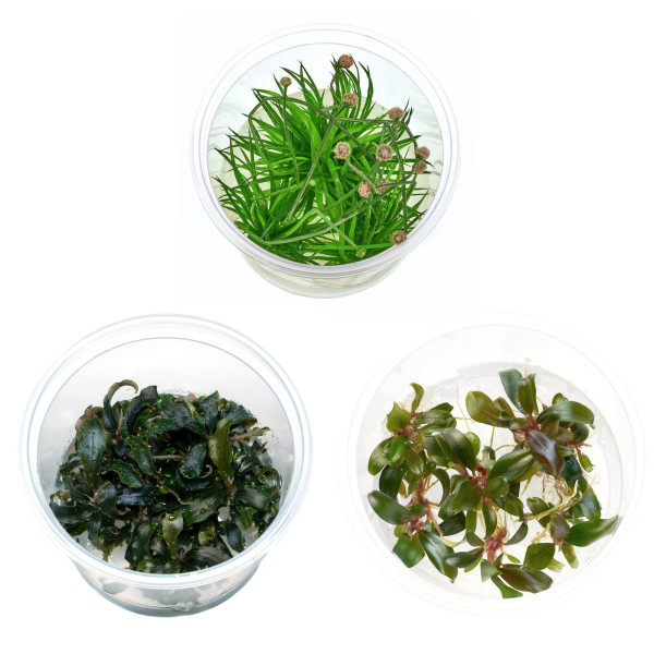Blühende Raritäten fürs Aquarium | Bucephalandra & Eriocaulon im Set