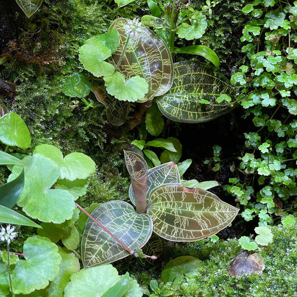 juwelorchidee-macodes-petola-im-terrarium