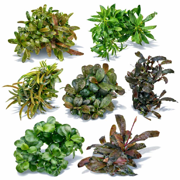 Bucephalandra & Anubias Aufsitzerpflanzen Set – Mix für Aquascaping & Nano Aquarium 5 Stk.