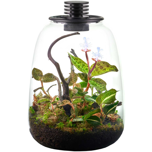 Juwelorchideen Flaschengarten Set
