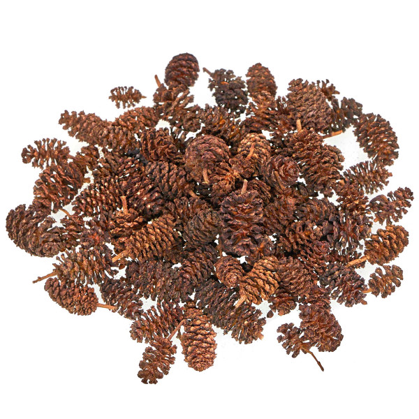 Erlenzapfen | natürliches Wasserpflegemittel für Aquarien