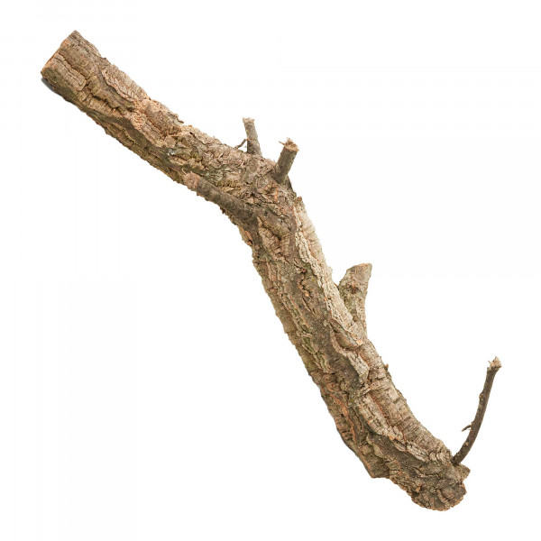 Naturkorkäste für Terrarium| Kork-Tronchos - ca. 60cm Einzeln