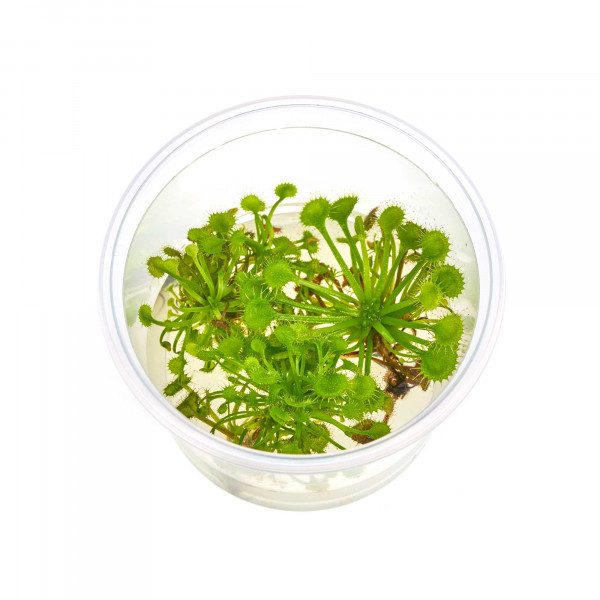 Fleischfressende Pflanzen Terrarium Set | 3 x Karnivoren - in vitro