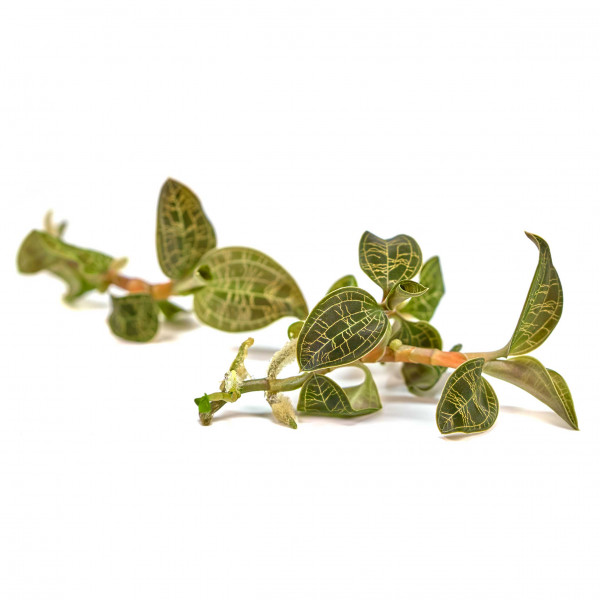 Macodes Petola | Juwelorchidee - in vitro