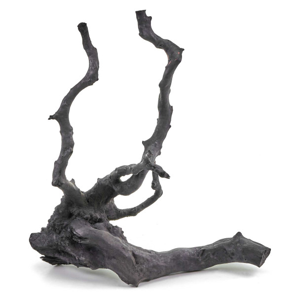 Schwarze Moorwurzel Fingerwurzel | Set L