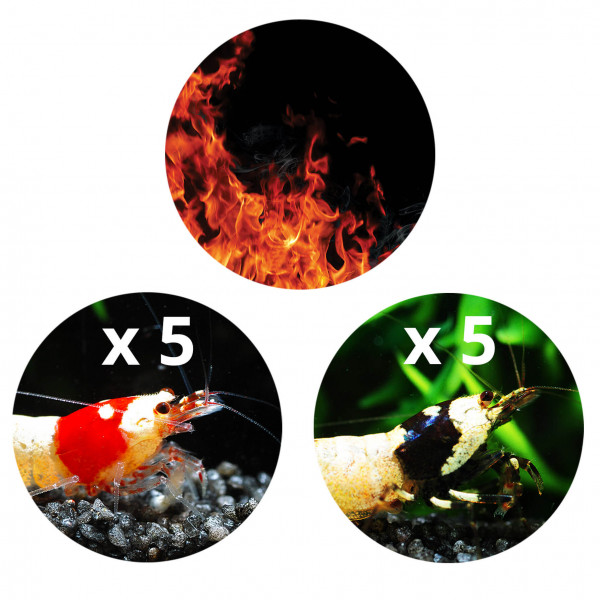 Flammen und Schatten | Feuerrote und Tiefschwarze Bienengarnelen im Set