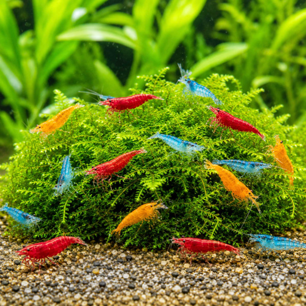 Garnelenstarter Mix - Color Crew für Leitungswasser