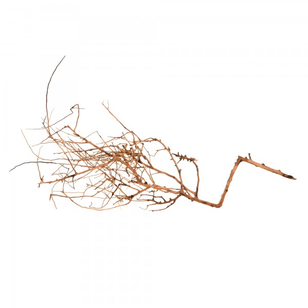 Scaping Wurzeln - Aquascaping Twigs