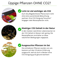 : Aufsitzerpflanzen ohne : Aufsitzerpflanzen ohne CO2 im Set | Anspruchslose Aufsitzer - In Vitro Set