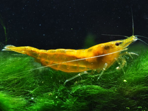 Gelbe Taiwan Garnele - Neocaridina