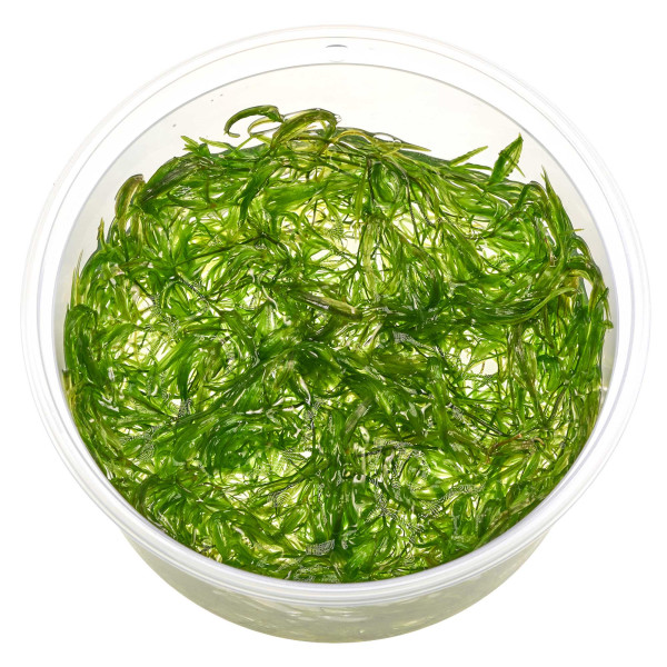 Najas guadalupensis | Nixkraut - in vitro 8,5cm
