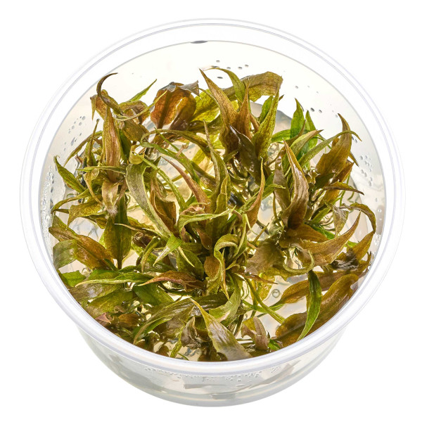 Cryptocoryne wendtii 'Mi Oya' Mi Oya-Wasserkelch - in vitro