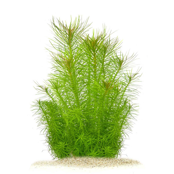 "Feenwald" - Feinfiedrige Aquarium Pflanzen im Set | In-Vitro Set