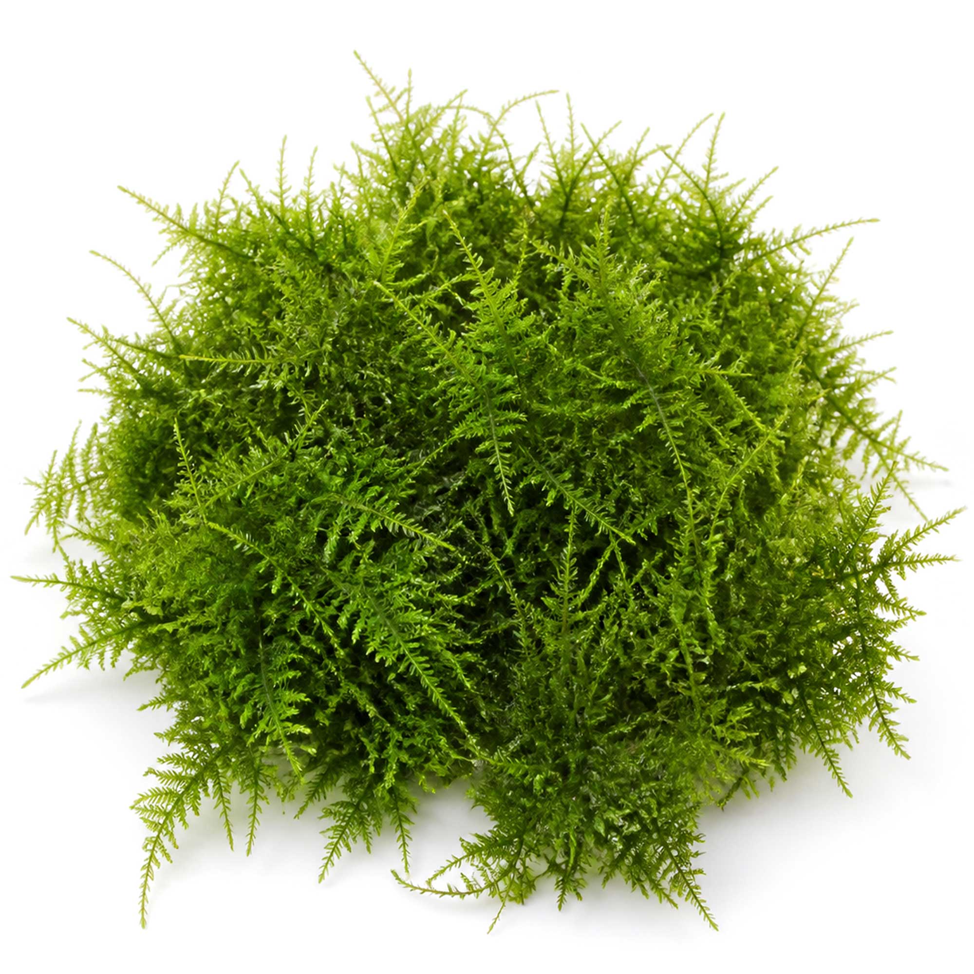 Gewachsenes Taxiphyllum Spiky Moos