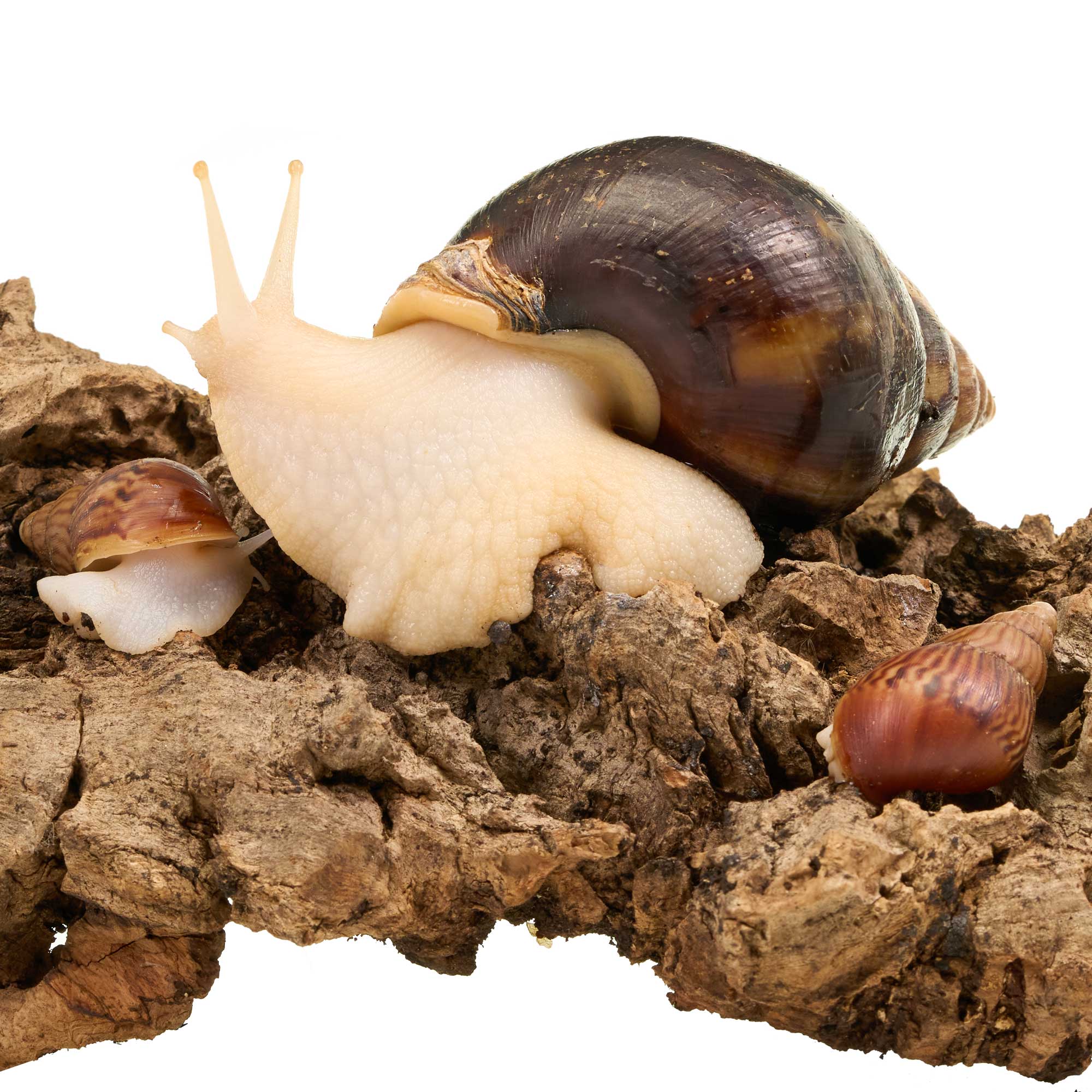 Schnecken F r Dein Terrarium Kaufen Landschnecken Achatschnecken schnecken-f-r-dein-terrarium-kaufen-landschnecken-achatschnecken