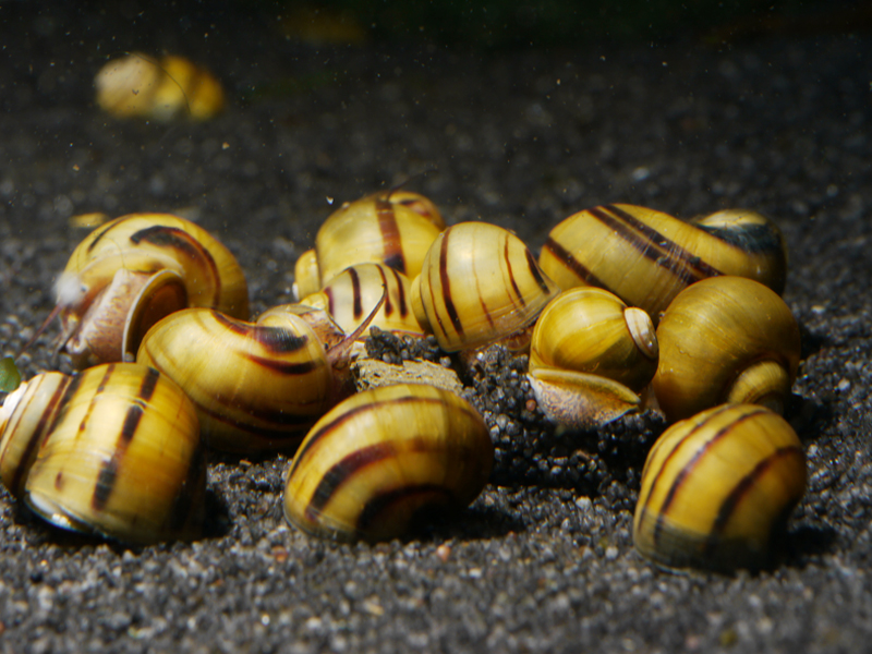 Zebra-Apfelschnecken (Asolene spixi) im Aquarium pflegen und halten