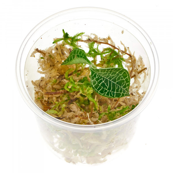 Macodes Anoechtolius roxburgii "Silver Mine" Silberne Juwelorchidee in Torfmoos