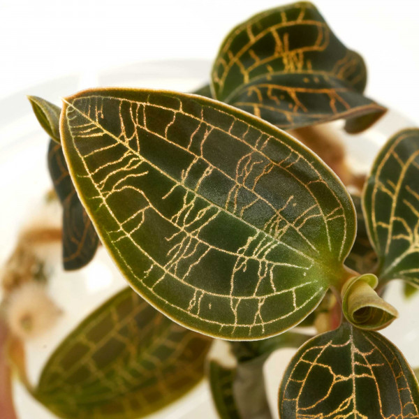 Macodes Petola | Juwelorchidee - in vitro