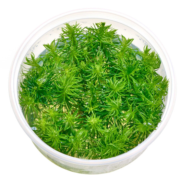 USCAPE Wabi-Kusa Erectus Forrest - Flaschengartenset - Pogostemon Erectus decannensis