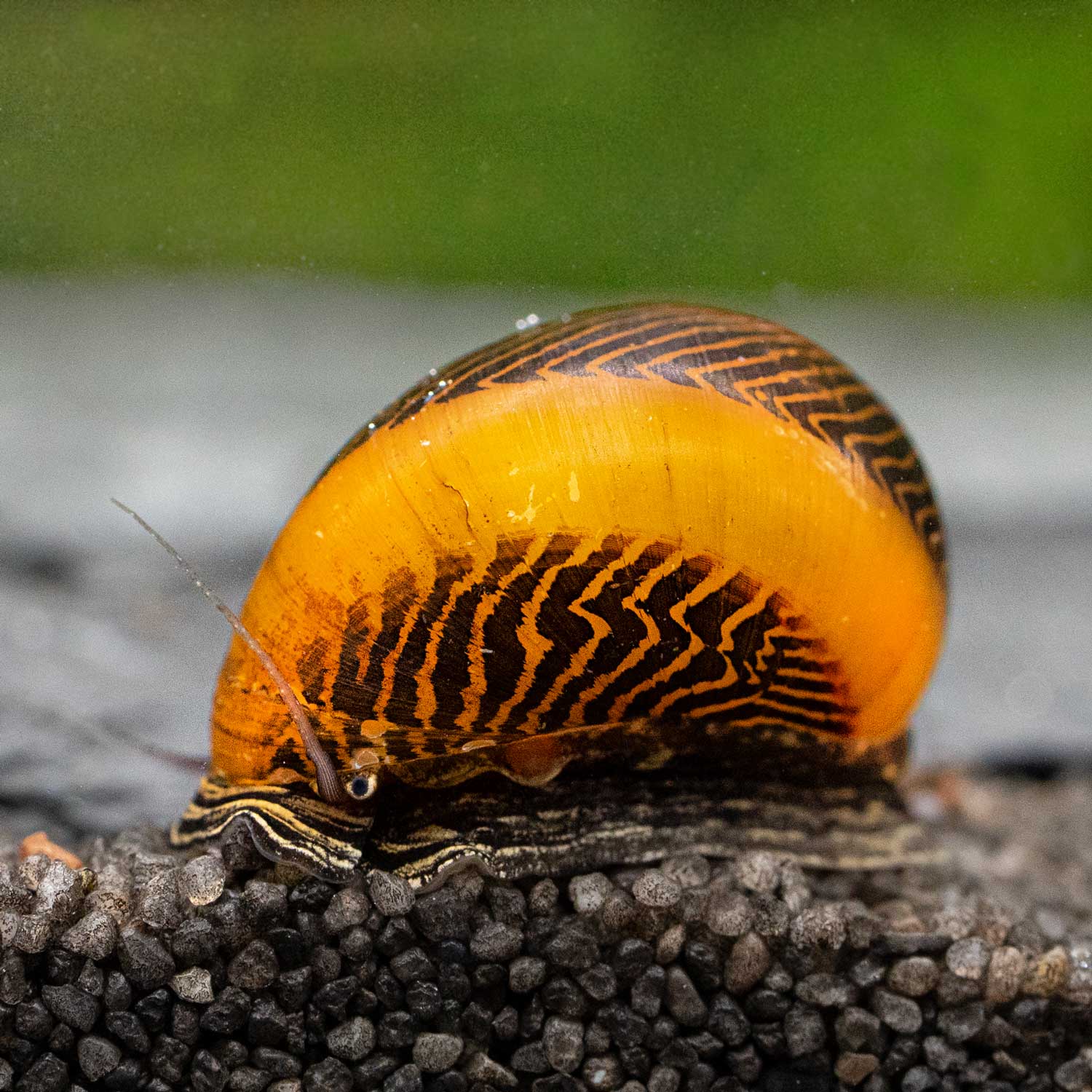 Batmanschnecke günstig online kaufen » Neritina auriculata Rote Sakura  Garnelen