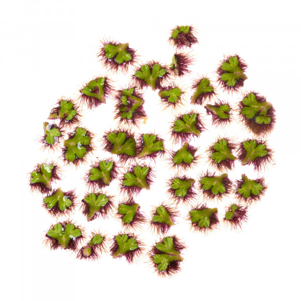 Ricciocarpos natans | Schwimmlebermoos