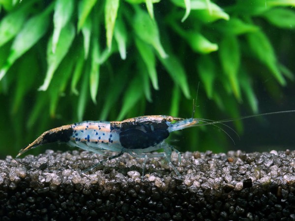 Carbon Rili Garnele - Neocaridina